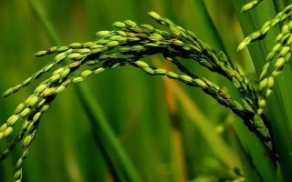 川優(yōu)065水稻品種的特性，一般5月上旬播種