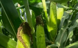 鑫玉950玉米種子特征特性，放赤眼蜂防治玉米螟蟲