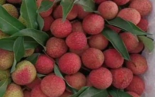 掛紅荔枝簡介，是一種遲熟荔枝品種