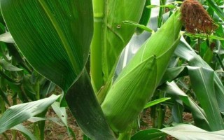 忻抗14號玉米種子特點，在試驗3000株/畝密度下
