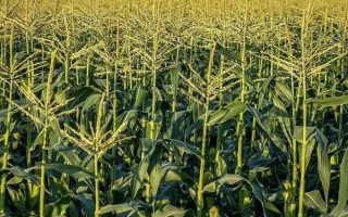 華安513玉米種子特征特性，中抗紋枯?。ú≈?4）
