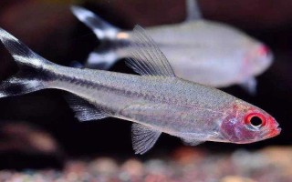觀賞魚多少溫度養(yǎng)合適，適合的溫度是22-24℃