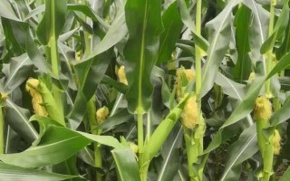 平玉8號(hào)玉米種子特征特性，4月中旬播種