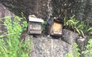 怎樣將野蜂引入蜂箱中，誘蜂箱是誘捕野生蜂群最常用的工具