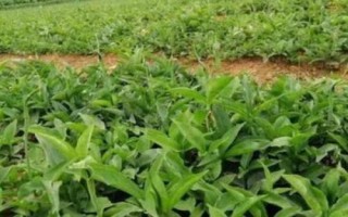 半夏的種植技術(shù)，可用塊莖、珠芽和種子繁殖