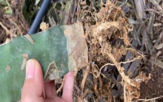 火龍果出現(xiàn)根腐病的原因，過度澆水或受到機(jī)械損傷均容易發(fā)病