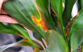 維生素c能澆哪些植物，可以澆綠蘿、茉莉花等