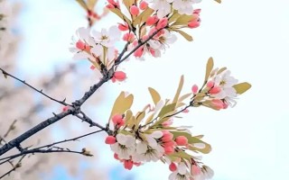 海棠花的寓意是什么，寓意苦戀、頑強(qiáng)不倒等