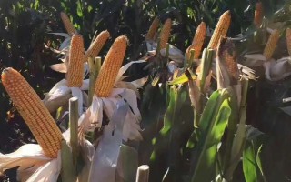 滬彩糯一號玉米種子介紹，出苗至成熟77天