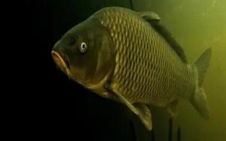 螺鯉123號(hào)哪種釣鯉魚效果好，是常用的商品餌料