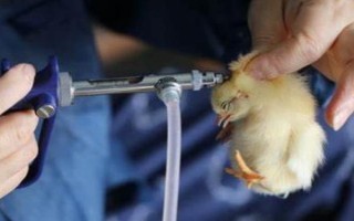雞出殼后多久可以離開孵化機(jī)，出殼18-36個小時后才可以