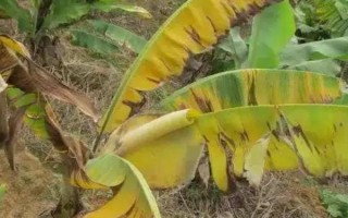 枯萎病發(fā)生的因素，主要是環(huán)境因素和其他生物浸染所致