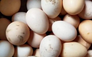 哪個(gè)品種的雞蛋最有營(yíng)養(yǎng)，土雞蛋中的葉黃素含量要高一些