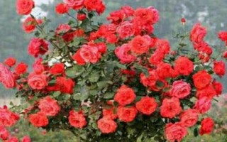 在哪里購買樹狀月季苗，苗木企業(yè)和花卉市場是適宜選擇