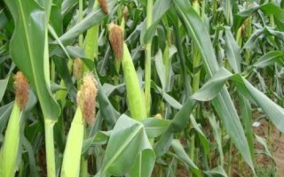 周億2號(hào)玉米品種的特性，云南最佳播種節(jié)令4-5月份