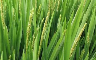 華研6水稻種子介紹，該品種主莖12片葉