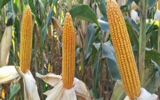 蝶爆240玉米種子特征特性，出苗至成熟122天左右