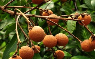 如何促進(jìn)龍眼花芽分化，可在冬季增施鉀肥