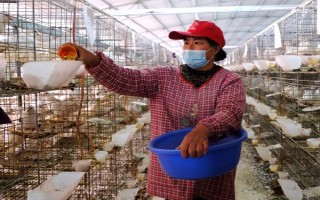 養(yǎng)殖戶對于飼料成本與飼養(yǎng)成本的誤區(qū)，飼料成本越低越好是一種錯誤的想法