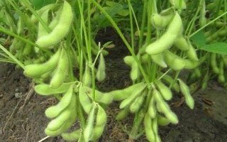 南夏豆30大豆種子簡介，該品種屬高蛋白夏大豆品種