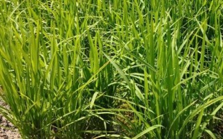 合莉美占水稻品種簡(jiǎn)介，特別注意防治白葉枯病
