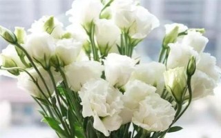 白色洋桔梗的花語，寓意純潔美好、真摯愛情等