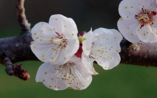 杏花開放的節(jié)氣，最早開放節(jié)氣為雨水