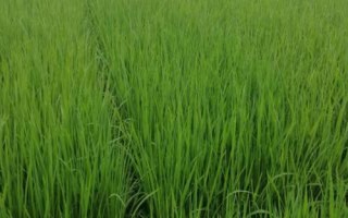 柒兩優(yōu)785水稻種子介紹，秧田畝播種量20千克