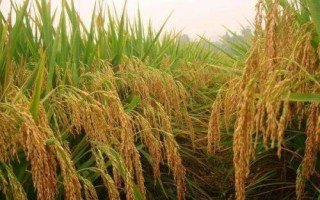 荃優(yōu)銀泰香占水稻種子特征特性，全生育期早稻126.7天