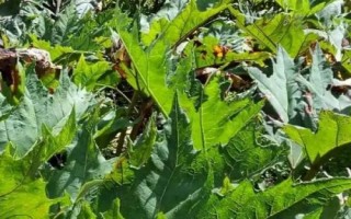 大黃是什么植物，是大黃屬多年生草本植物的統(tǒng)稱