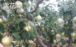 糖度最高的梨品種，不同的品種風(fēng)味也大有不同