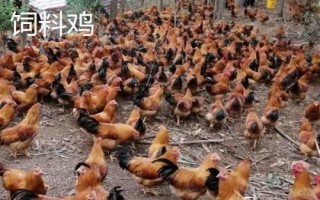 飼料雞多久出欄，2個月左右即可出欄