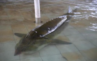 鰉魚介紹，屬于鱘科、鱘屬、達(dá)氏鰉種動物