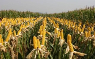 國欣糯一號玉米種子簡介，中抗大斑病