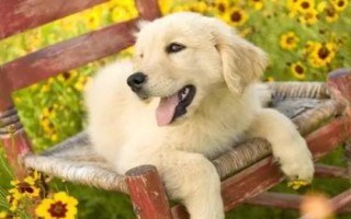金毛犬可以活多久，壽命一般為12-15年左右