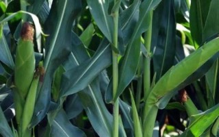 恩白玉8號(hào)玉米種子介紹，選擇中等肥力以上地塊種植