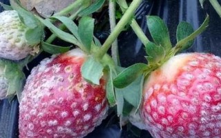 怎么治療草莓白粉病，發(fā)病后可噴施醚菌酯等藥劑