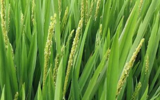 勝優(yōu)青占水稻種子簡(jiǎn)介