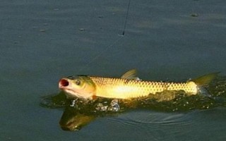 0.8子線適合釣什么魚，適合搭配1.0或1.2號(hào)主線