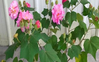 芙蓉花只剩根部還能活么，只要養(yǎng)護(hù)得當(dāng)便能活