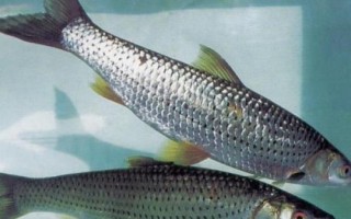 赤眼鱒釣多深水，垂釣深度根據(jù)溫度決定