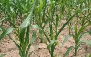 花糯3玉米種子特點，在適應(yīng)區(qū)5月5日左右播種