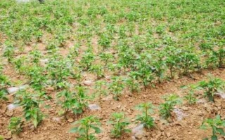 冬茬辣椒定植后的管理方法，進(jìn)入花期之后要降低濕度、增加光照