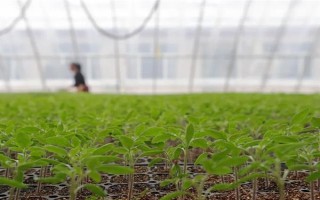 夏季蔬菜育苗要注意什么，及時(shí)分苗間苗可讓秧苗更粗壯