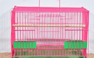 玄鳳鸚鵡最適合什么樣的鳥籠，用金屬的籠具飼養(yǎng)最為合適