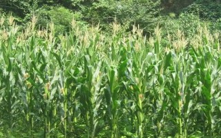 凱育8玉米種子特征特性，適宜播期為6月26日之前