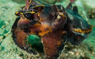 印尼墨魚(yú)的產(chǎn)地分布，產(chǎn)于印度尼西亞、馬來(lái)西亞等地區(qū)