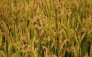 兩優(yōu)289水稻品種的特性，全生育期138.0天