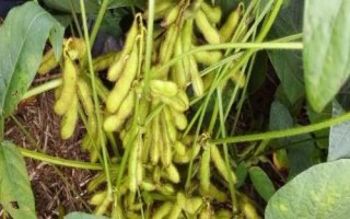 菏豆36號(hào)大豆種子特征特性，夏播生育期平均100.5天