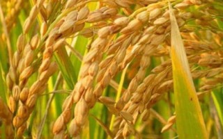 徐稻13號(hào)水稻種子特征特性，每畝基本苗10萬左右